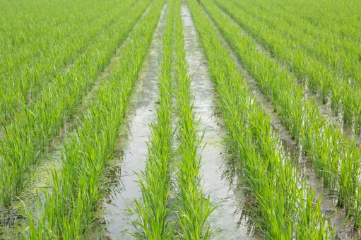 豌豆种植的烦恼：草害来袭