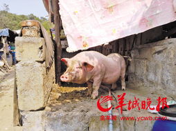 塑料污染威胁猪场繁殖健康