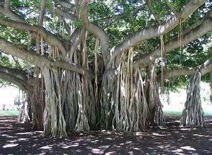 诗韵翠翼，榕树、棕榈树