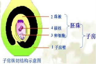 传粉和授精过程中，花粉管如何穿过花柱进入胚珠