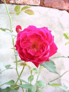 北方冬季， 月季也嫩存活