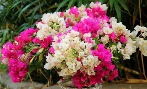 第三点：停止控水，加施肥料