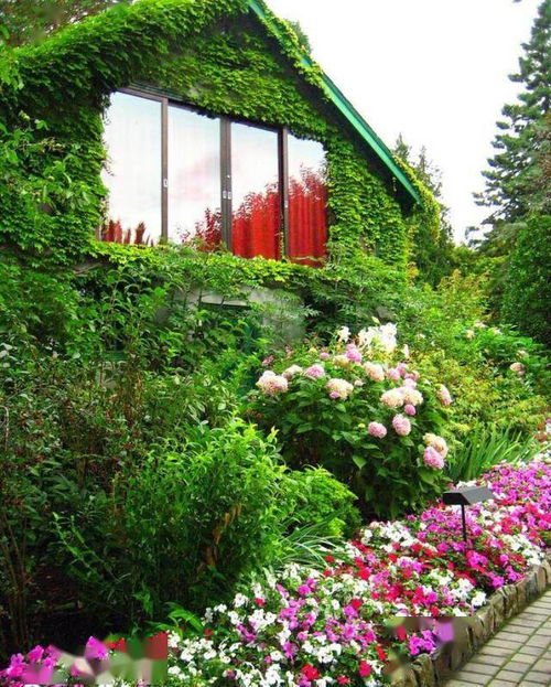 第二章：耐寒花的种类