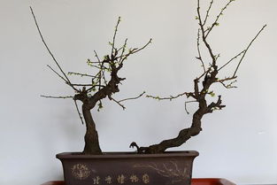 梅花养护入门：修剪与施肥的奇妙之旅