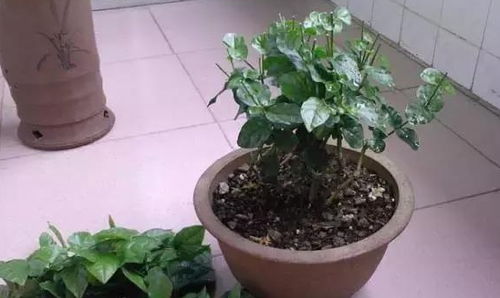 小雏菊修剪方法有哪些技巧，如何正确修剪以促进其生长和开花