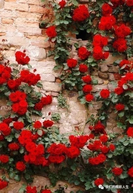 远古大陆月季：古老而又神秘的存在