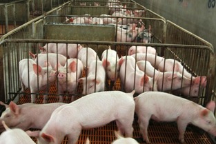 购买外购仔猪要注意什么细节？