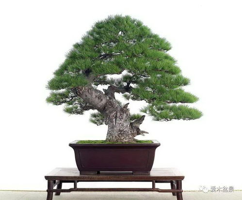 根、枝、干的艺术排列