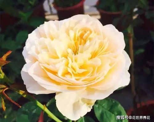 月季花根为何久置不发芽？种植方法大揭秘！