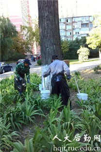 树木涂白的神奇魔力