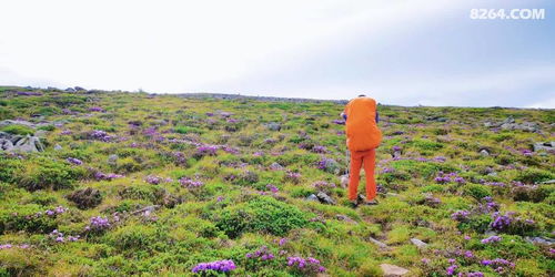 秦岭北坡：耐寒先锋队