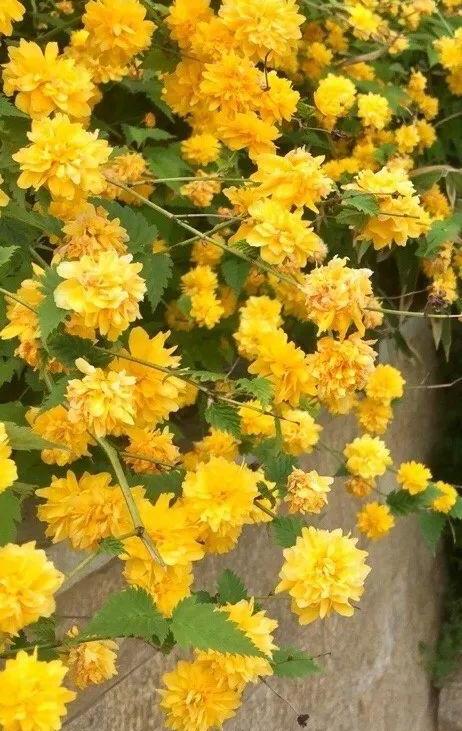 适合5月养的6种花， 天晴就开花，一棵繁殖一阳台