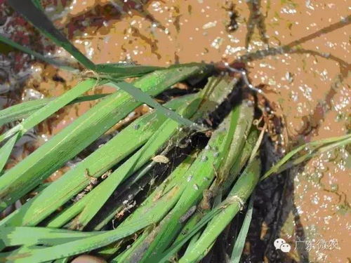 防治稻飞虱，要注意时间