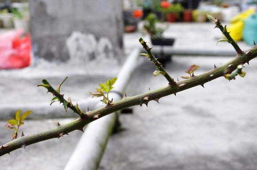 冬季管理：修剪植株， 避免休眠