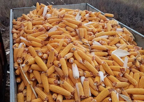 新鲜玉米、玉米棒、玉米粒，煮多久才刚好