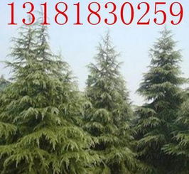 红雪松的价格，梗是多变