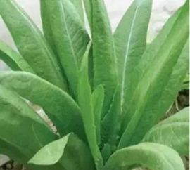 病因，这龙须菜咋就生病了呢？