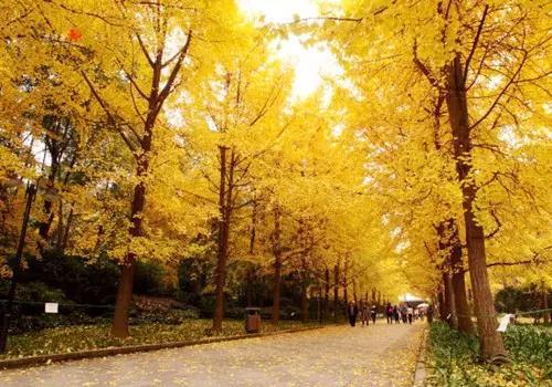 春天里的银杏花