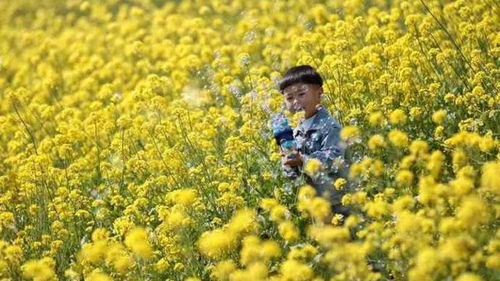 柑橘花季，春季绽放，赏花正当时！