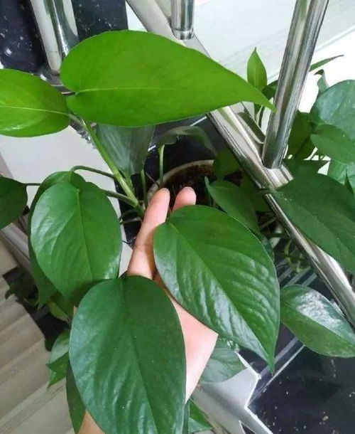 小叶榕树养殖方法，如何让叶片油绿茂盛