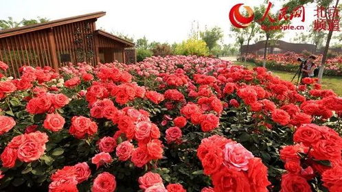 多策并施 助花卉业飞速发展