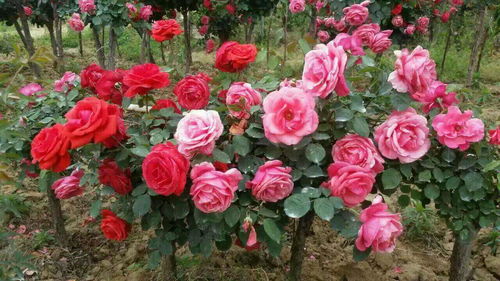 12月耐寒区月季养护攻略：别剪！别剪！还是别剪！