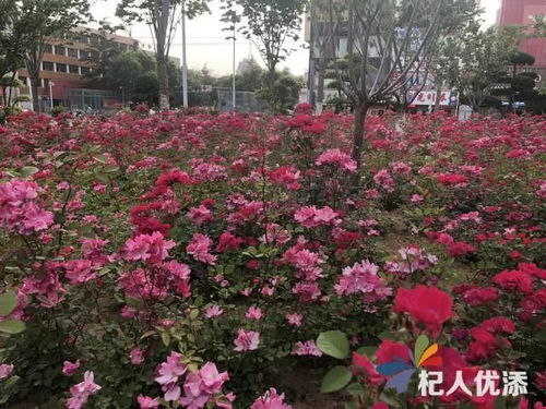 南阳城花海醉美， 月季盛开成仙境