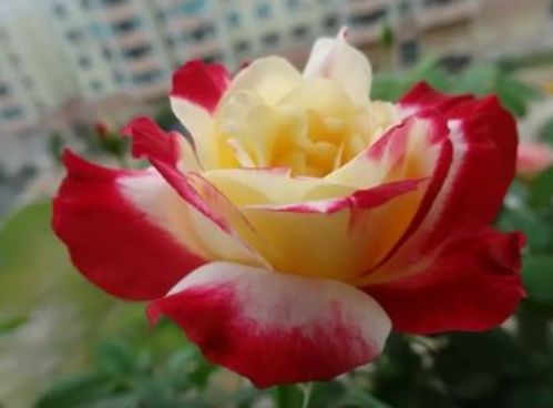 月季花儿香，养护有讲究