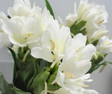 姜花核心问题：为何不开花