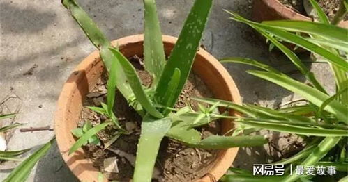 换盆后的芦荟需要立即浇水吗？