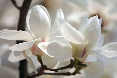 黄金操作手册：种植玉兰花的小技巧