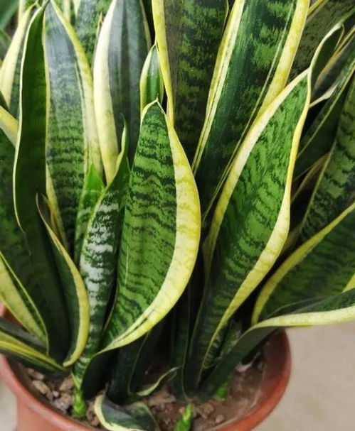 虎皮兰品种大揭秘：哪些好堪又适合室内养护？