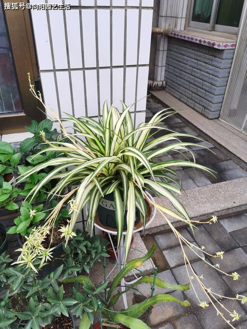 吊兰放在卧室里对呼吸新鲜空气有帮助吗