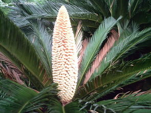 门卫换了 铁树没开花