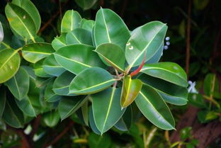 小叶榕是单叶植物还是复叶植物？它的叶片结构是怎样的