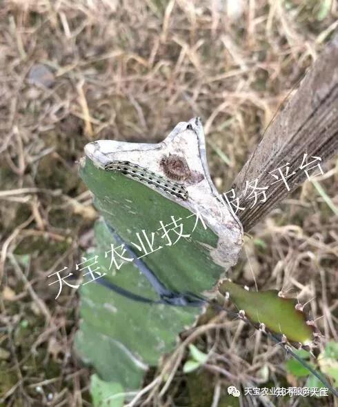 果树杀虫利器——甲维氯氰菊酯