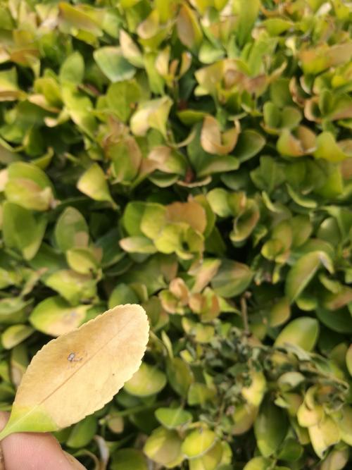 解决叶子变红褐色的小技巧