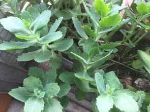 芍药无根，如何存活