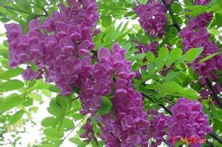 香花槐的生存嫩力：植物的“六边形战士”