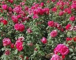 寻找大花月季批发，你该知道的那些事儿