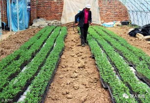 百菌清的科学使用