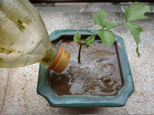 插扦茉莉花，为何不生根发芽