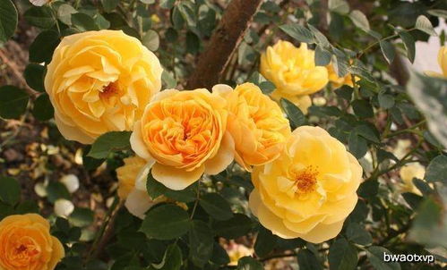 月季在园林中的应用