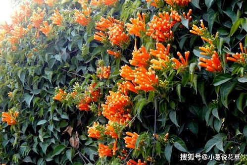 凌霄：阳光充足， 耐寒耐旱