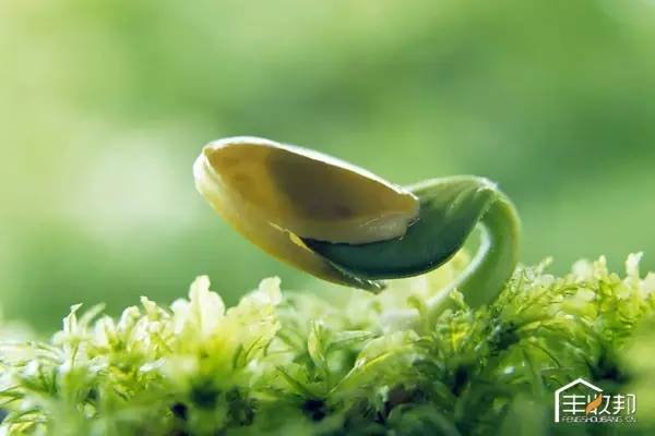 白芷种子发芽适宜温度