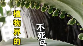 “法师冬露养，保暖是关键”