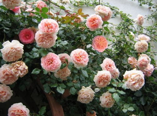 园艺王子月季：香飘四溢的美丽使者