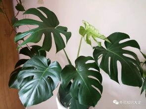 龟背竹的绿色魅力