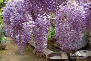 紫藤的生长速度，你懂吗？