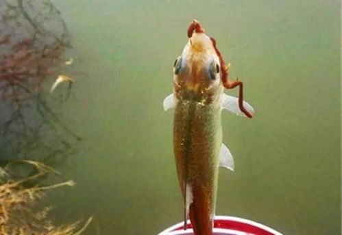 用蚯蚓钓鲫鱼，需了解蚯蚓习性